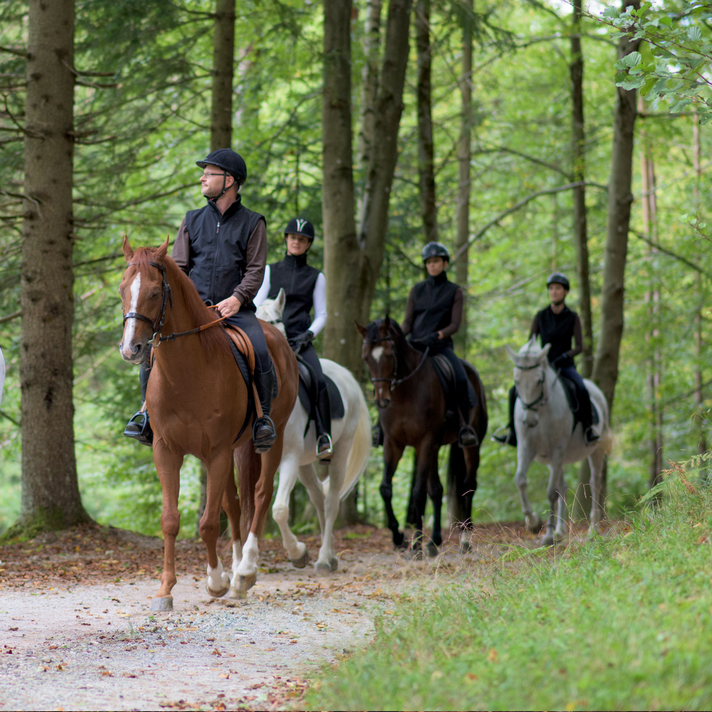 Guided Horse Trail Ride